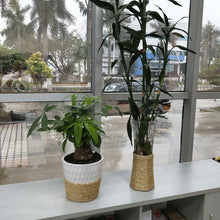 Load image into Gallery viewer, Cactus Cat Climbing Frame Rope